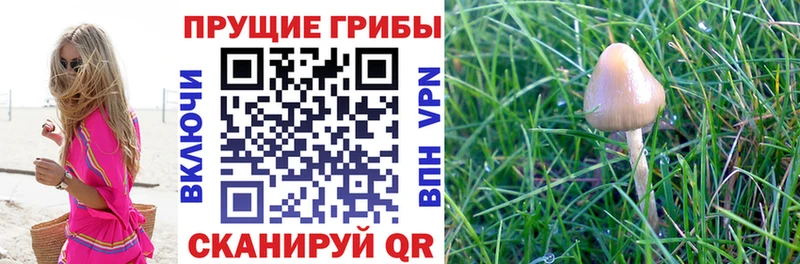 Галлюциногенные грибы Cubensis Сурск